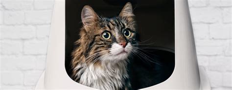 Incontinence in Cats: Causes, Signs & Treatment